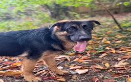 German Shepherd dogs for sale: Max- for sale  - Image 4