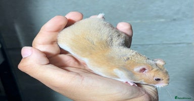 Hamster rodents - Advert 8