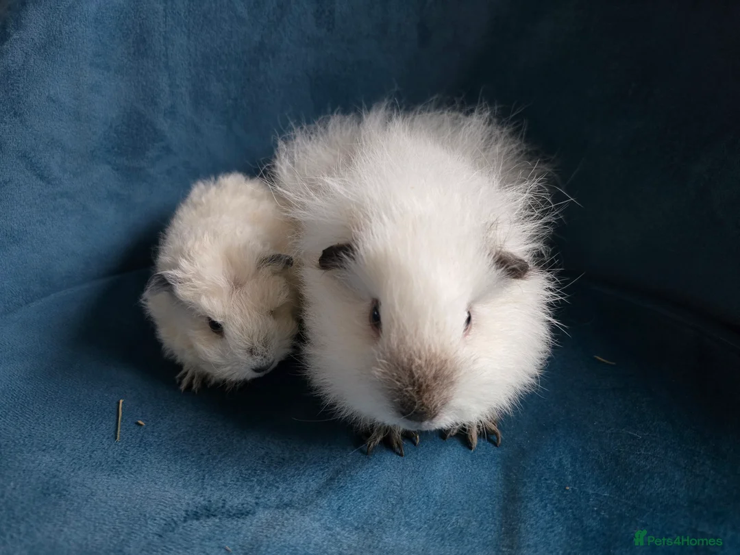 Guinea Pig rodents for sale: Mother & 2 daughters Swiss long haired californian - Advert 5