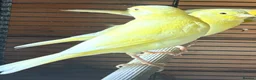 Canaries birds for sale: Canaries - mixed colours  - Advert 8