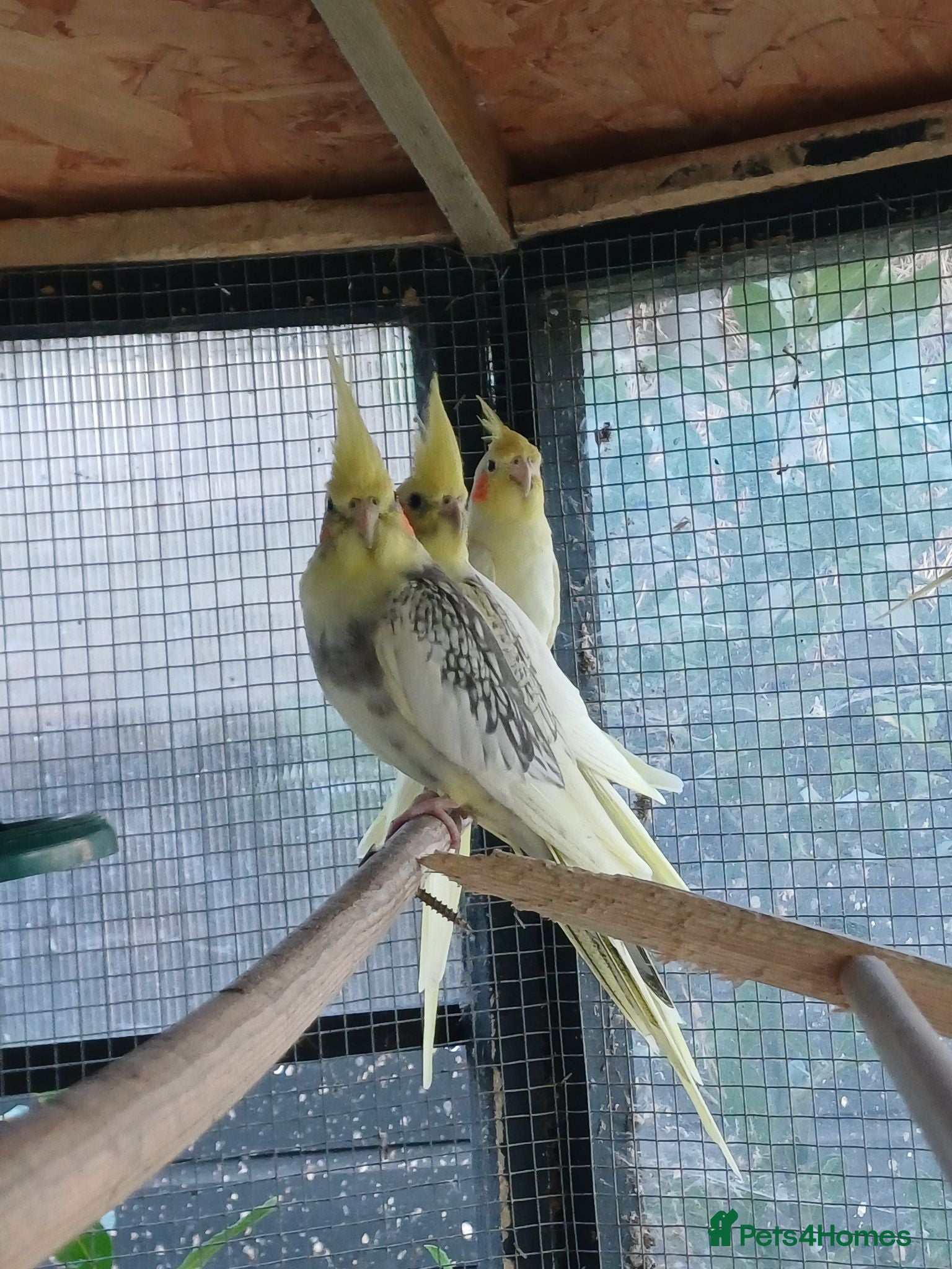 Cockatiels birds Baby cockatiels for sale, ready now - Advert 2