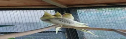 Cockatiels birds for sale: Baby cockatiels for sale, ready now - Advert 1