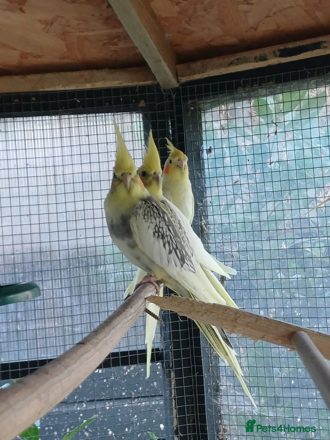 Cockatiels birds for sale: Baby cockatiels for sale, ready now - Advert 1