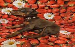 Dobermann dogs for sale: Elite Class World Champion Pedigree Pups KC'D - Image 6