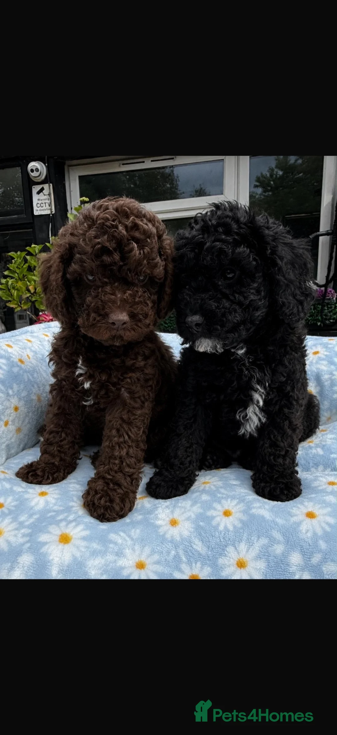 Cavapoo dogs for sale: Cavapoo puppies 🐶 READY NOW - Advert 1