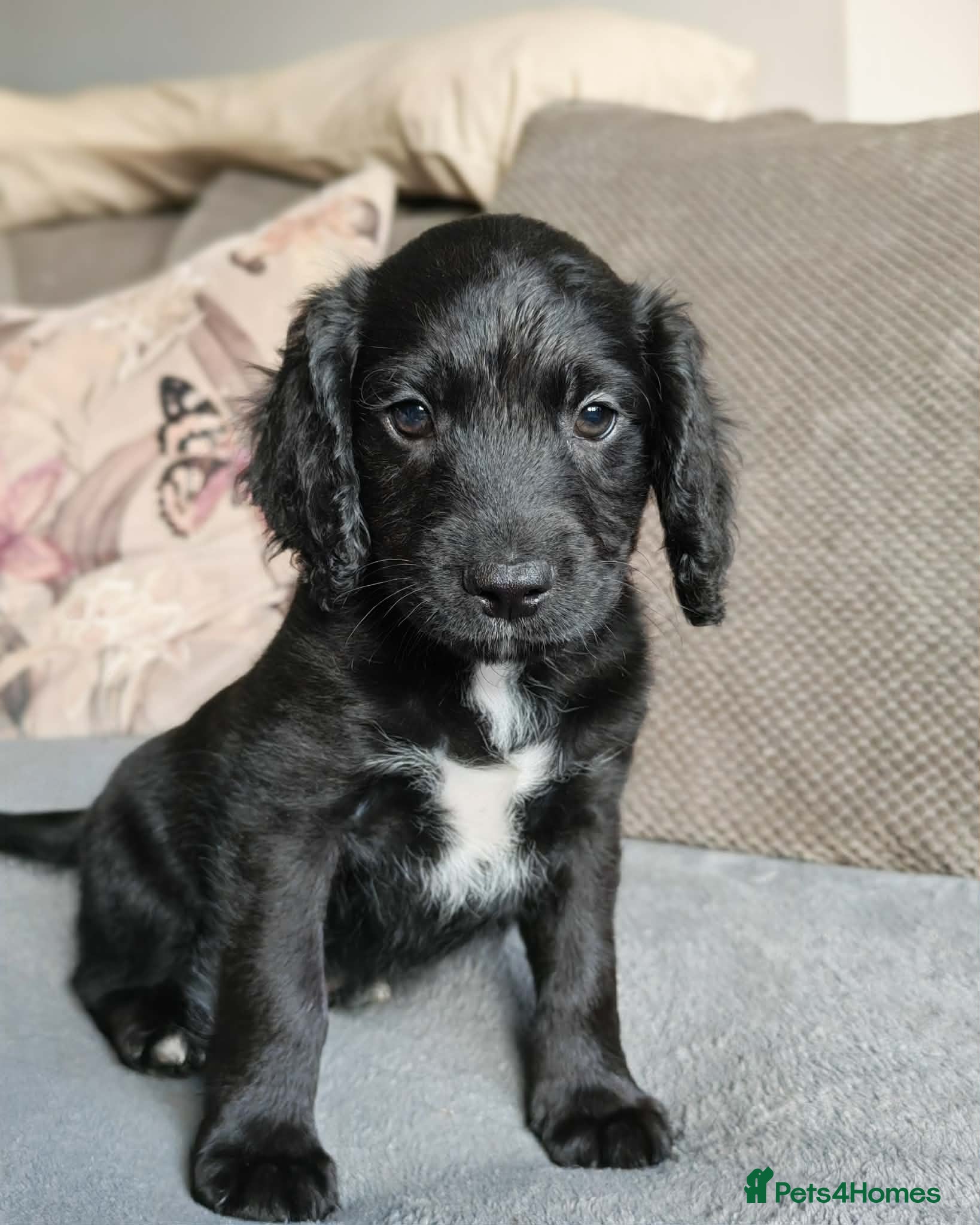 Mixed Breed dogs Beautiful Cockapoo Puppies - Advert 2