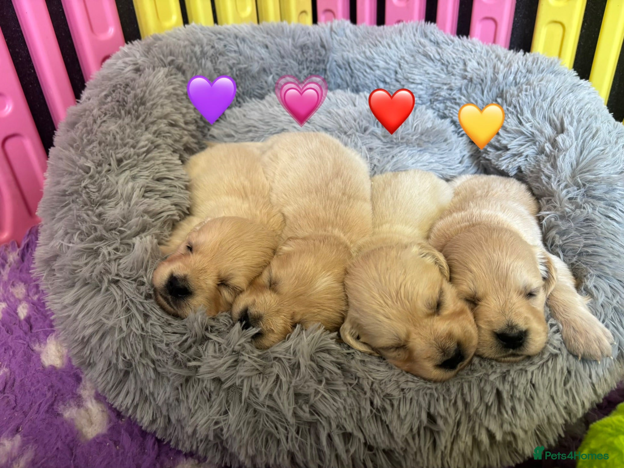 Golden Retriever dogs Beautiful Kc registered Golden Retriever puppies  - Advert 1