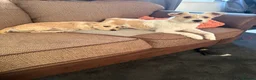 Mixed Breed dogs for sale: Puppy for sale  - Advert 3