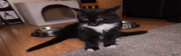 Turkish Angora cats for sale: Turkish Angora Mix Kittens - Advert 18