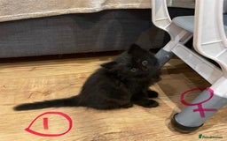 Ragdoll cats for sale: Half Ragdoll KITTENS - Image 12