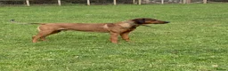 Rhodesian Ridgeback dogs for sale: KC reg Ridgeback puppies - Advert 9