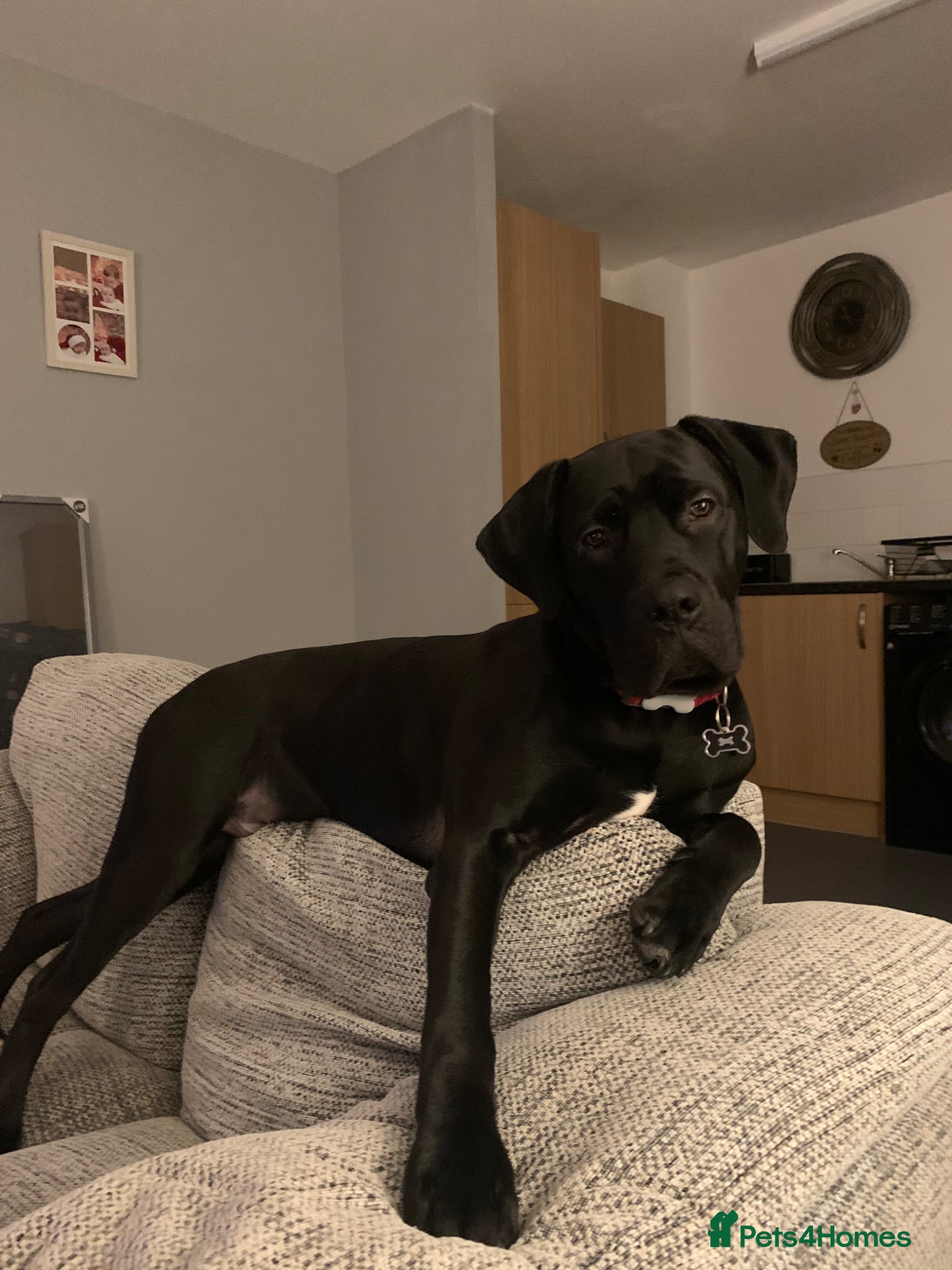 Mixed Breed dogs 10 Month Old Labrador Cross Boy - Advert 1