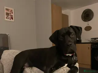 Mixed Breed dogs 10 Month Old Labrador Cross Boy - Advert 1