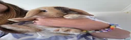 Mini Lop rabbits for sale: Gorgeous mini lops 3 boys left now  - Advert 1