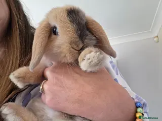 Mini Lop rabbits Gorgeous mini lops available mixed litter - Advert 1