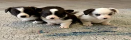 Welsh Corgi Cardigan dogs for stud: Proven Blue Merle corgi stud boy.  - Advert 3