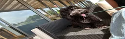 Sprocker dogs for sale: Sprockapoo - Advert 1
