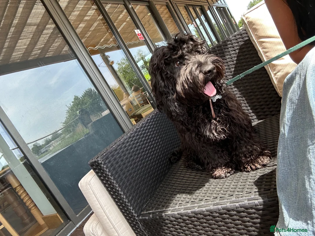 Sprocker dogs for sale: Sprockapoo - Advert 1