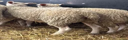 Sheep livestock for sale: Ewe Lambs - Advert 4