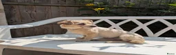 Chipoo dogs for sale: Hiking Companion Chipoo DNA tested 5 ⭐ - Advert 4