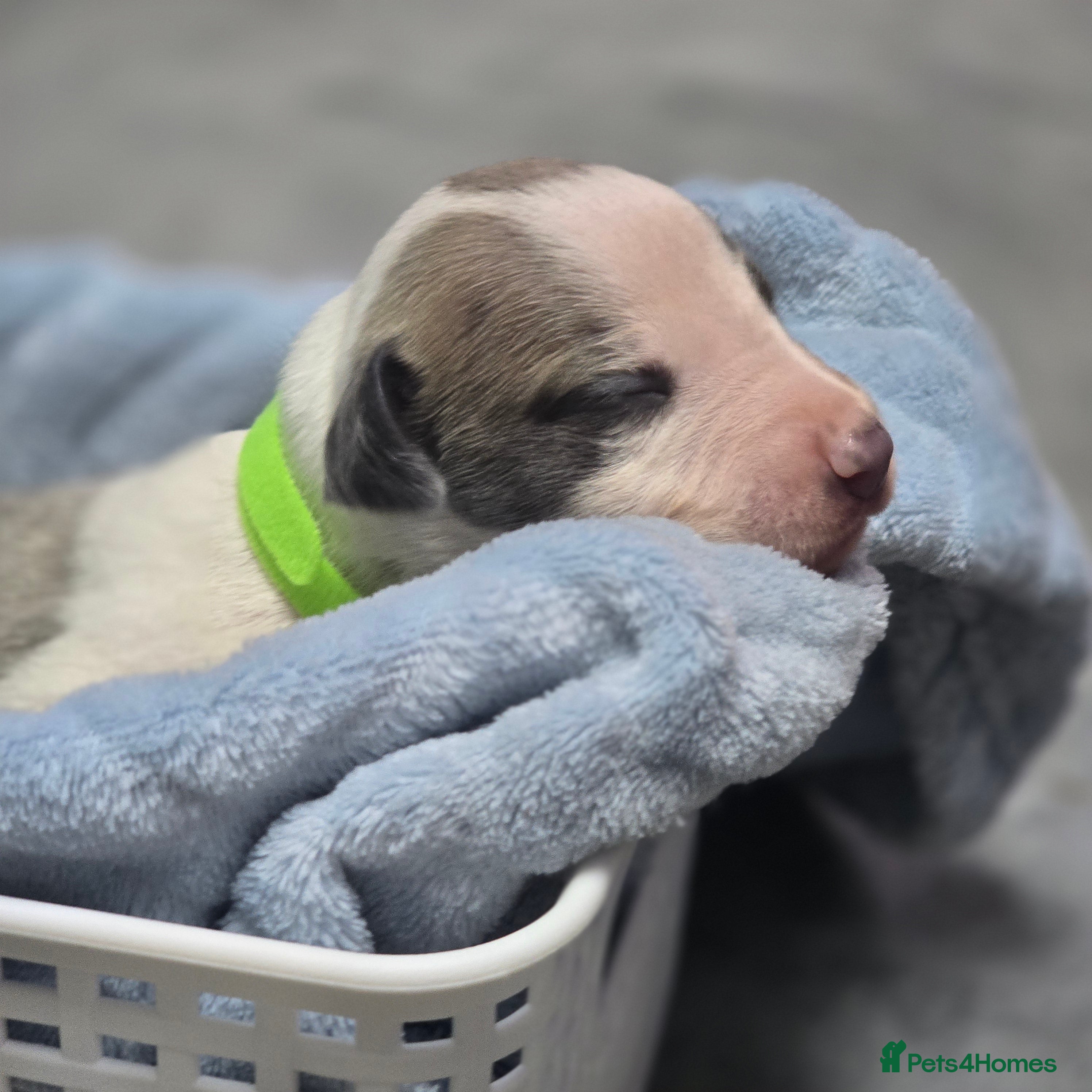 Whippet dogs Beautiful kc puppies not ready for 7 weeks  - Advert 2