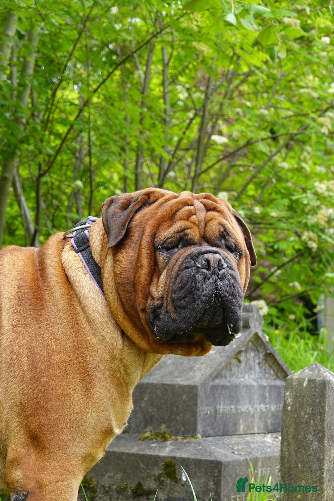 Bullmastiff dogs for stud: Gentle Giant Bullmastiff Stud US Ukraine Bloodline - Advert 2