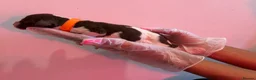 English Springer Spaniel dogs for sale: English Springer Spaniel  in Saint Helens - Advert 30