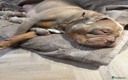 American Bully dogs for sale: ABKC pocket bullys lilac tri - Image 6