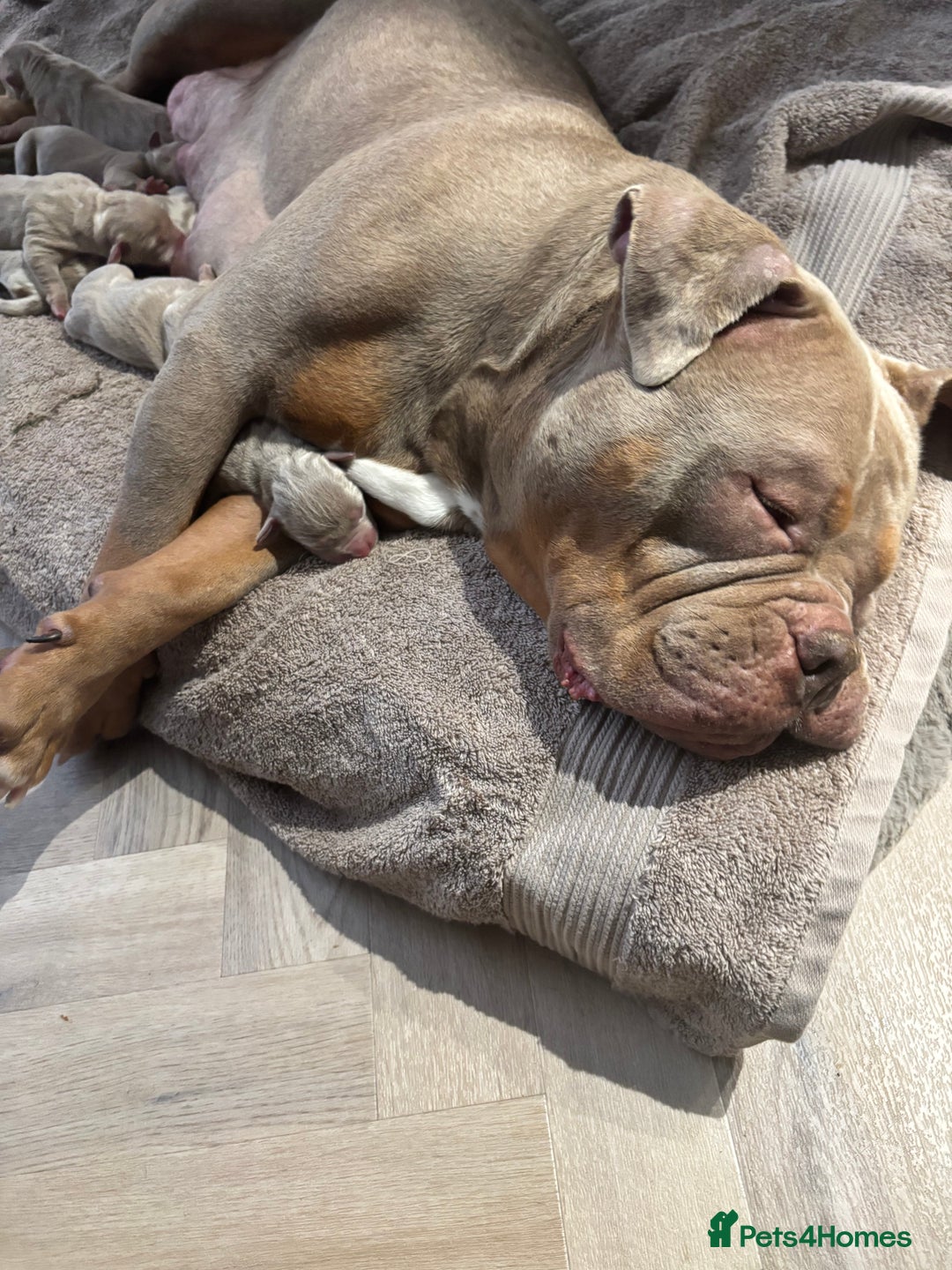 American Bully dogs for sale: ABKC pocket bullys lilac tri - Image 6