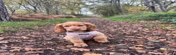 Cocker Spaniel dogs for sale: 21 Month Cocker Spaniel in Fleet - Advert 15