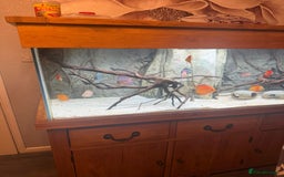 Discus fish for sale: 5 foot solid oak Fish Tank with Sump - Advert 2