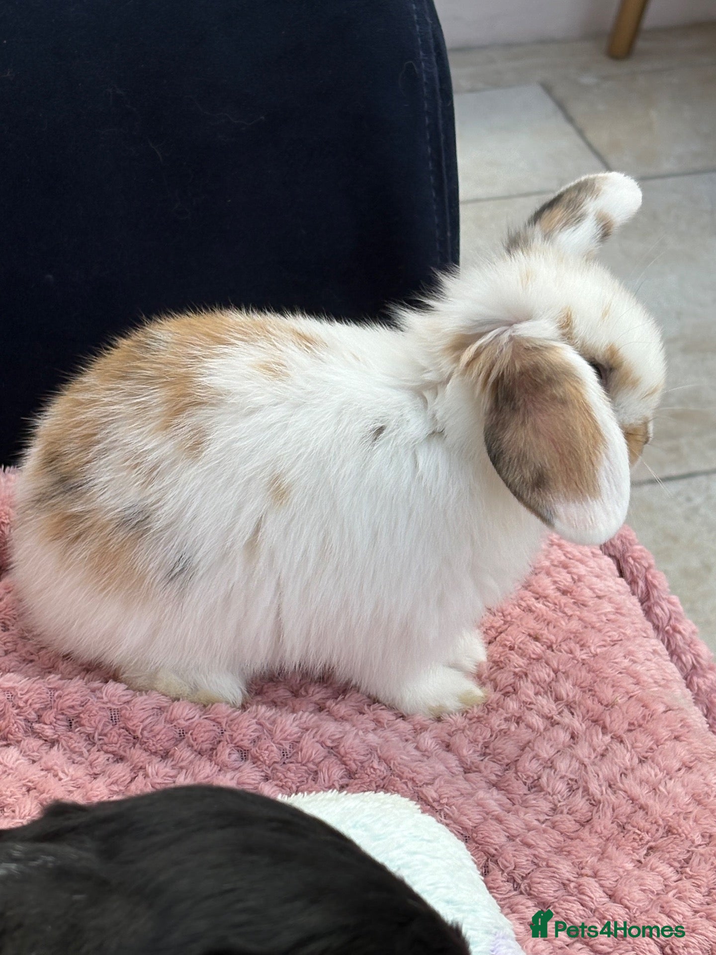 Mini Lop rabbits Mini lops-raised indoors-vaccinated  - Advert 2