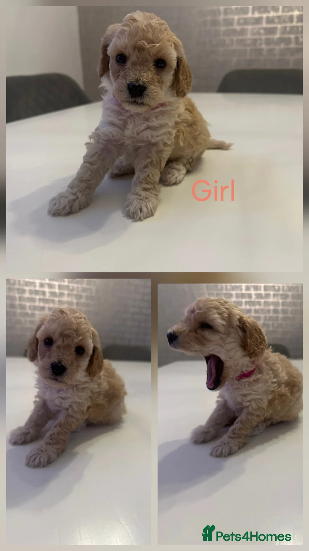 Toy Poodle dogs for sale: Beautiful Toy Poodles - 3 Boys and 2 Girls - Advert 8