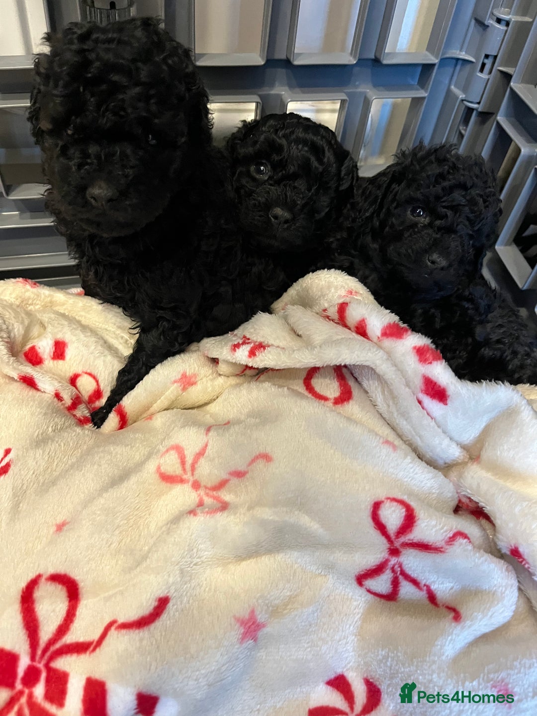 Miniature Poodle dogs for sale: I have 3 black beautiful miniature poodles - Advert 3