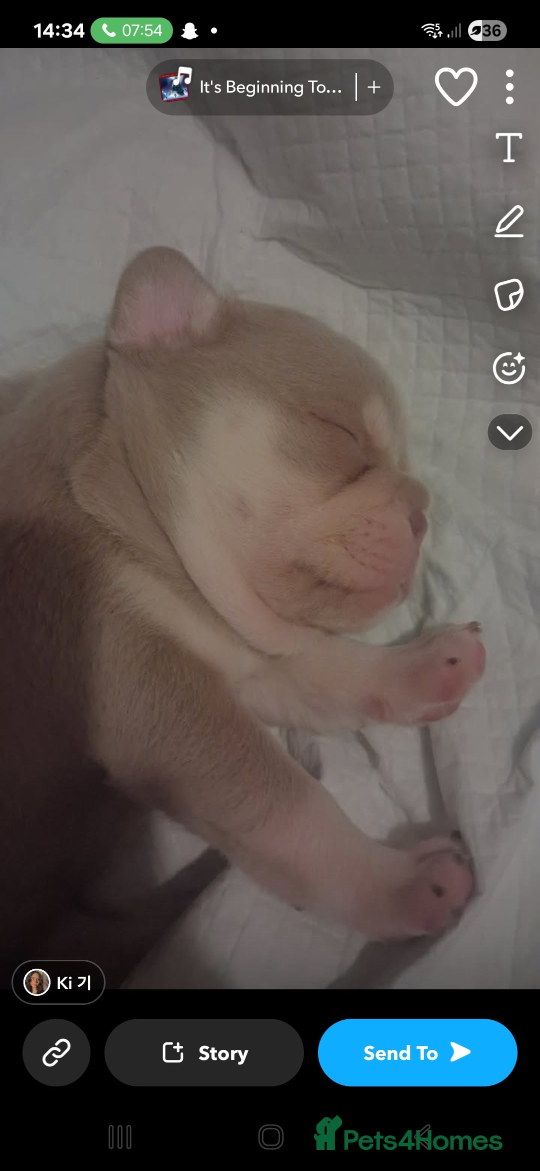 French Bulldog dogs for sale: French bull dog 14 weeks  - Advert 3