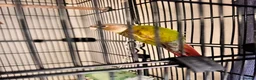 Conures birds for sale: Pineapple cheek conures for sale  - Advert 4