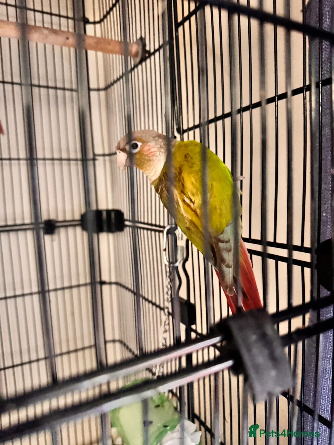Conures birds for sale: Pineapple cheek conures for sale  - Advert 4