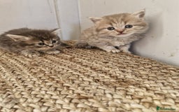 British Longhair cats for stud: British Longhair  in Holywell - Image 6