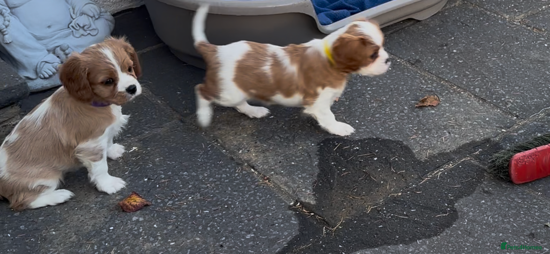 Cavalier King Charles Spaniel dogs for sale: Cavalier King Charles  - Image 15