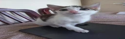 Mixed Breed cats for sale: Kitten for sale  in South Croydon - Advert 2