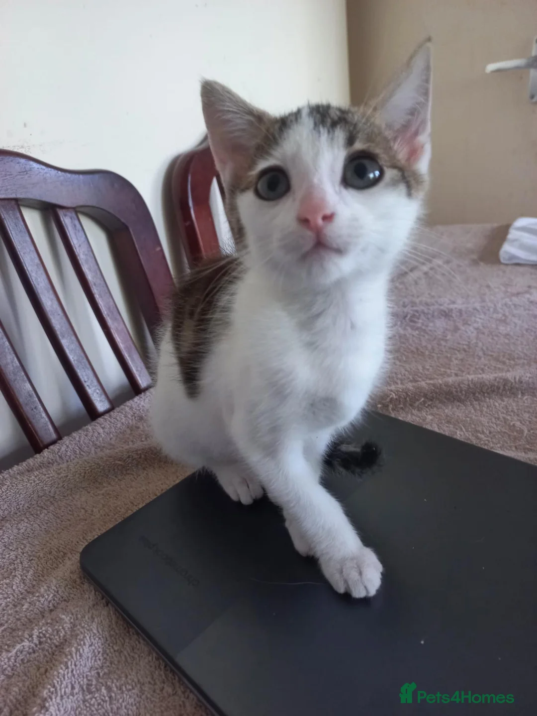 Mixed Breed cats for sale: Kitten for sale  in South Croydon - Advert 2