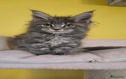 Maine Coon cats for sale: TICA Registered Maine Coon Kittens  - Image 3