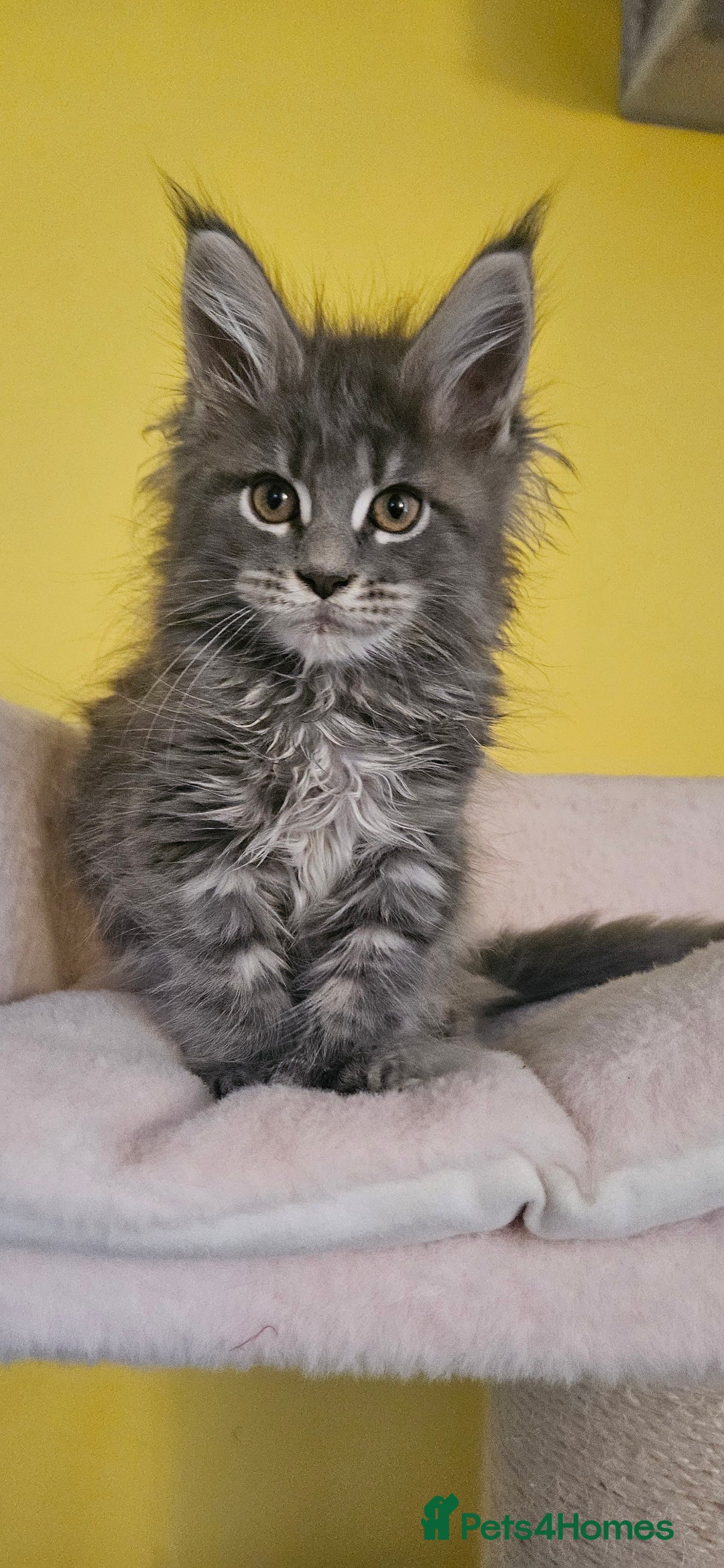 Maine Coon cats for sale: TICA Registered Maine Coon Kittens  - Image 3