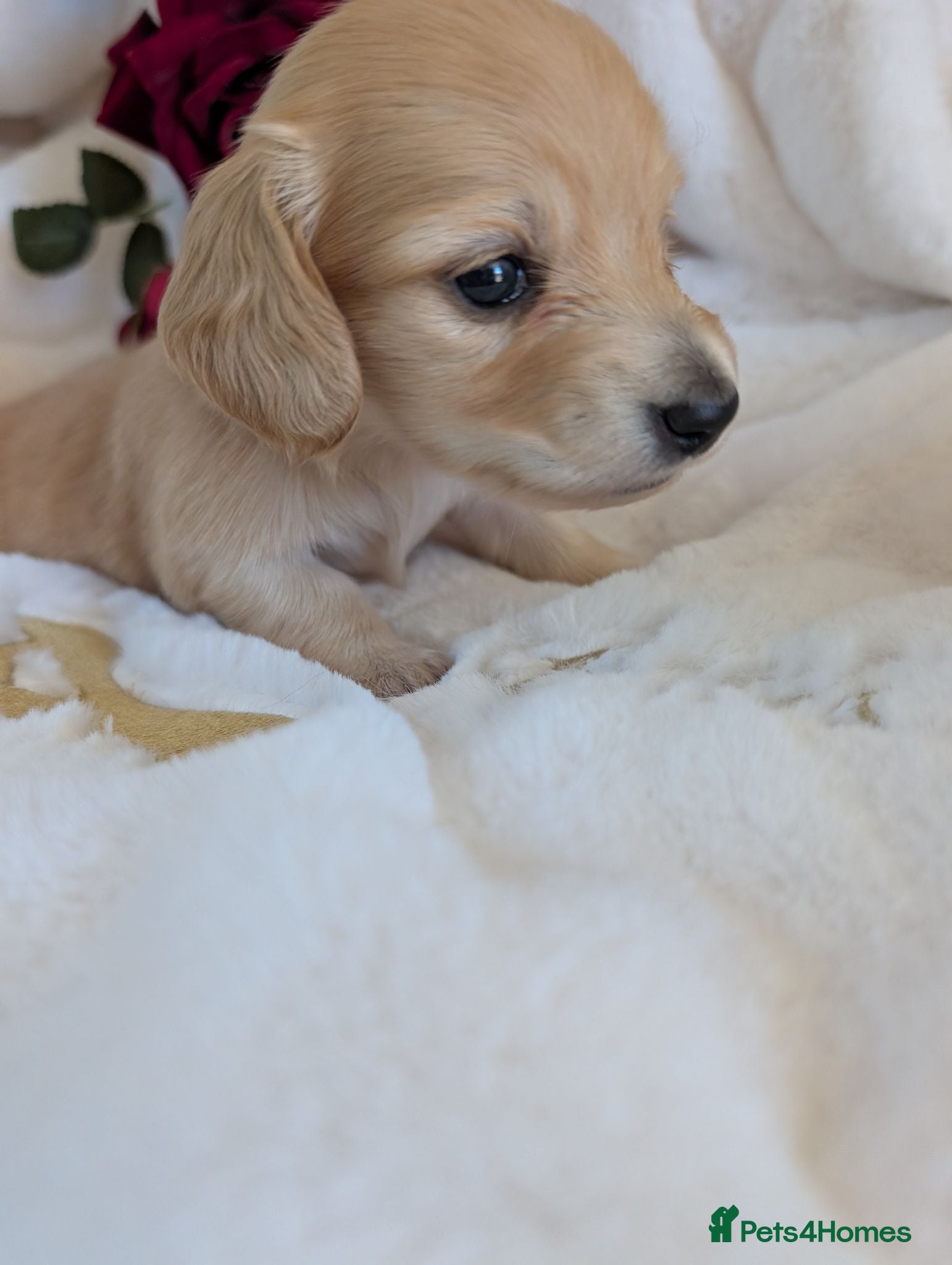 Miniature Dachshund dogs Stunning LH pra clear MD - Advert 14