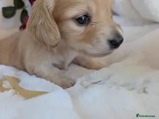 Miniature Dachshund dogs Stunning LH pra clear MD - Advert 14