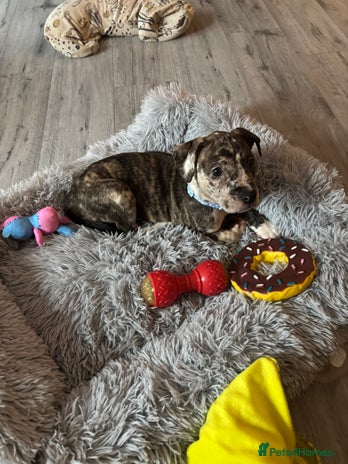 Staffordshire Bull Terrier dogs - Advert 4