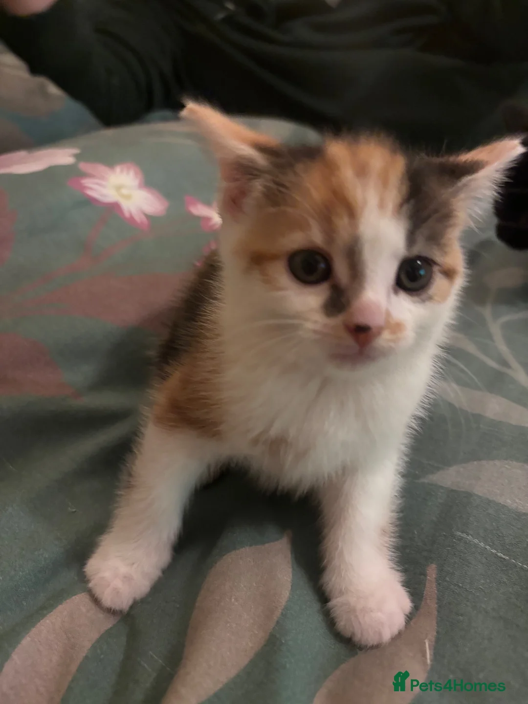 Mixed Breed cats for sale: Beautiful, loving kittens - Advert 2