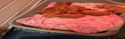 Cocker Spaniel dogs for sale: Health tested kc reg golden show cocker spaniels  - Advert 4