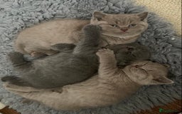 British Shorthair cats for stud: 💙 GCCF & TICA STUD DERBYSHIRE 💙 in Derby - Image 7