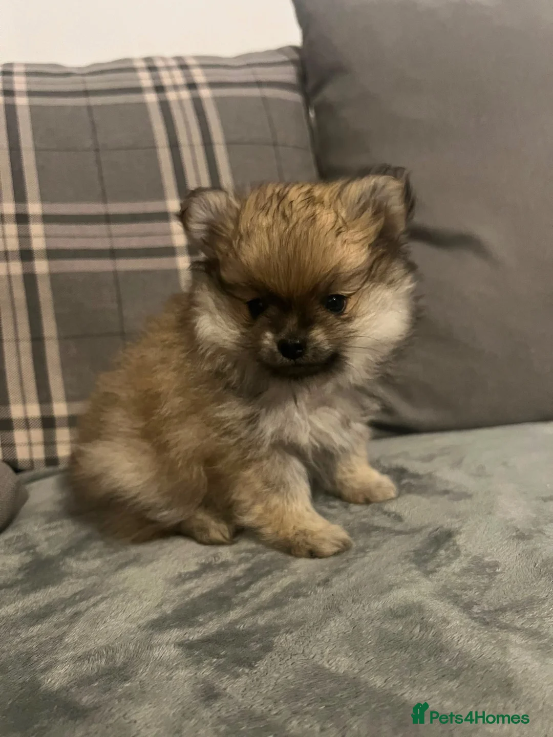 Pomeranian dogs for sale: KC registered Pomeranian boy puppy in Slough - Advert 2